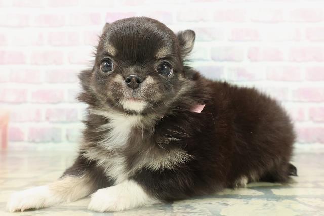 東京都のチワワ(ロング) (Coo&RIKU阿佐ヶ谷店/2026年2月16日生まれ/女の子/ブラックタンホワイト)の子犬の2枚目の画像