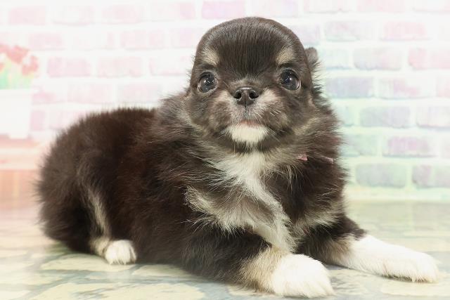 東京都のチワワ(ロング) (Coo&RIKU阿佐ヶ谷店/2026年2月16日生まれ/女の子/ブラックタンホワイト)の子犬の3枚目の画像