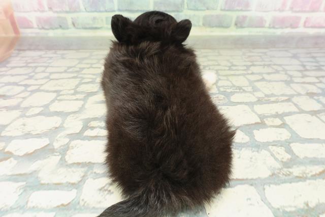 東京都のチワワ(ロング) (Coo&RIKU阿佐ヶ谷店/2026年2月16日生まれ/女の子/ブラックタンホワイト)の子犬の4枚目の画像