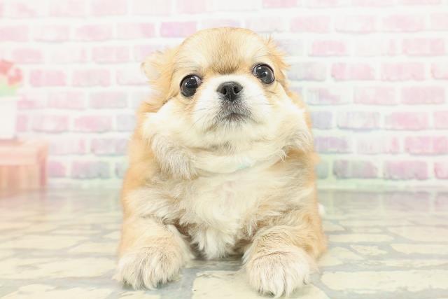 チワワ（ロングコート）