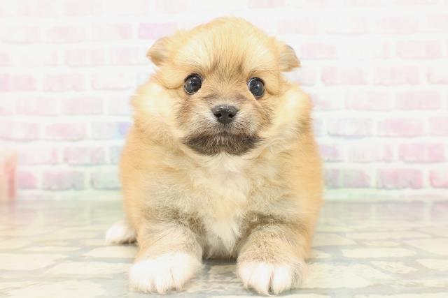 群馬県のポメチワ/チワポメ/ポメチー(ポメラニアン×チワワ) (Coo&RIKU前橋店/2026年2月16日生まれ/女の子/レッドホワイト)の子犬