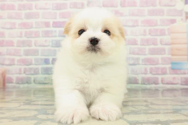 埼玉県のポメマル/マルポメ(ポメラニアン×マルチーズ) (Coo&RIKU岩槻店/2026年2月16日生まれ/男の子/ホワイトクリーム)の子犬の1枚目の画像