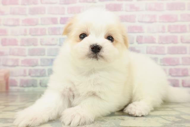 埼玉県のポメマル/マルポメ(ポメラニアン×マルチーズ) (Coo&RIKU岩槻店/2026年2月16日生まれ/男の子/ホワイトクリーム)の子犬の2枚目の画像