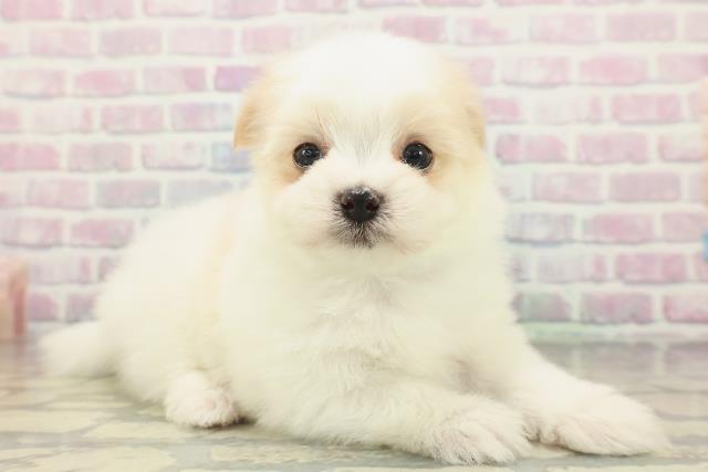 埼玉県のポメマル/マルポメ(ポメラニアン×マルチーズ) (Coo&RIKU岩槻店/2026年2月16日生まれ/男の子/ホワイトクリーム)の子犬の3枚目の画像