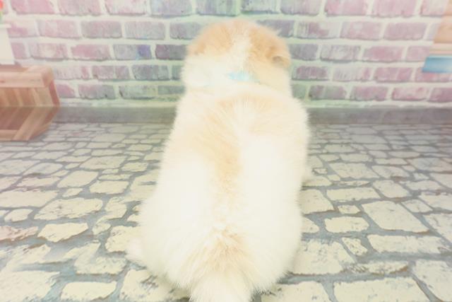 埼玉県のポメマル/マルポメ(ポメラニアン×マルチーズ) (Coo&RIKU岩槻店/2026年2月16日生まれ/男の子/ホワイトクリーム)の子犬の4枚目の画像