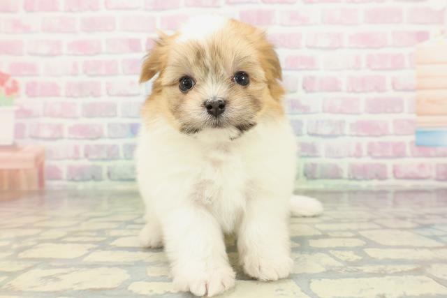 東京都のポメマル/マルポメ(ポメラニアン×マルチーズ) (Coo&RIKU東久留米店/2026年2月16日生まれ/女の子/パーティーカラー)の子犬の1枚目の画像