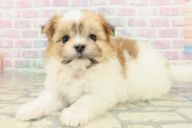 東京都のポメマル/マルポメ(ポメラニアン×マルチーズ) (Coo&RIKU東久留米店/2026年2月16日生まれ/女の子/パーティーカラー)の子犬の2枚目の画像