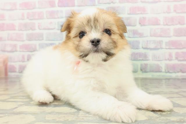 東京都のポメマル/マルポメ(ポメラニアン×マルチーズ) (Coo&RIKU東久留米店/2026年2月16日生まれ/女の子/パーティーカラー)の子犬の3枚目の画像