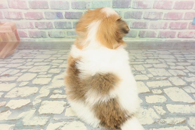 東京都のポメマル/マルポメ(ポメラニアン×マルチーズ) (Coo&RIKU東久留米店/2026年2月16日生まれ/女の子/パーティーカラー)の子犬の4枚目の画像