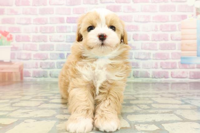 東京都のマルプー(マルチーズ×プードル) (Coo&RIKU新小岩店/2026年2月14日生まれ/男の子/アプリコットホワイト)の子犬の1枚目の画像