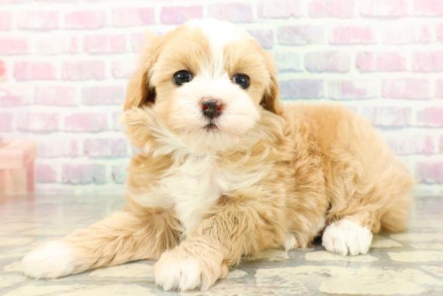 東京都のマルプー(マルチーズ×プードル) (Coo&RIKU新小岩店/2026年2月14日生まれ/男の子/アプリコットホワイト)の子犬の2枚目の画像