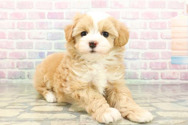 東京都のマルプー(マルチーズ×プードル) (Coo&RIKU新小岩店/2026年2月14日生まれ/男の子/アプリコットホワイト)の子犬の3枚目の画像