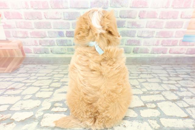 東京都のマルプー(マルチーズ×プードル) (Coo&RIKU新小岩店/2026年2月14日生まれ/男の子/アプリコットホワイト)の子犬の4枚目の画像