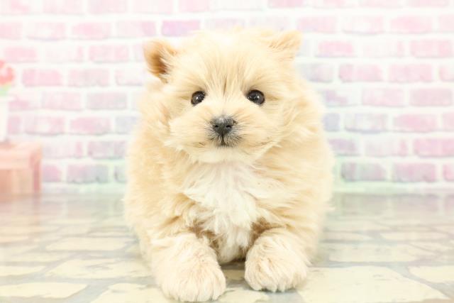 東京都のポメプー(ポメラニアン×プードル) (Coo&RIKU武蔵小山店/2026年2月15日生まれ/女の子/アプリコットホワイト)の子犬の1枚目の画像