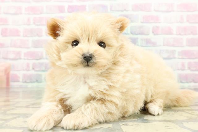 東京都のポメプー(ポメラニアン×プードル) (Coo&RIKU武蔵小山店/2026年2月15日生まれ/女の子/アプリコットホワイト)の子犬の2枚目の画像