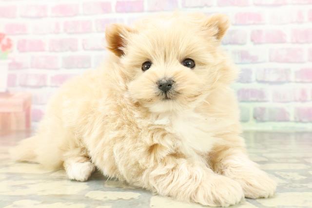 東京都のポメプー(ポメラニアン×プードル) (Coo&RIKU武蔵小山店/2026年2月15日生まれ/女の子/アプリコットホワイト)の子犬の3枚目の画像