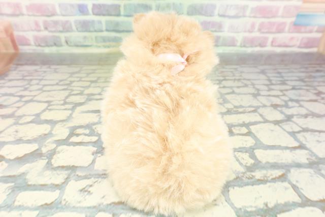 東京都のポメプー(ポメラニアン×プードル) (Coo&RIKU武蔵小山店/2026年2月15日生まれ/女の子/アプリコットホワイト)の子犬の4枚目の画像