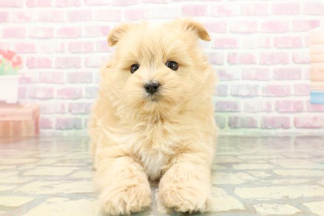 群馬県のポメプー(ポメラニアン×プードル) (Coo&RIKU伊勢崎店/2026年2月15日生まれ/女の子/アプリコットホワイト)の子犬の1枚目の画像