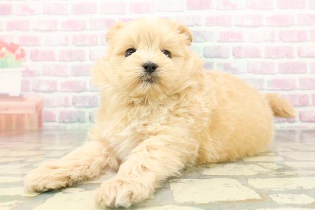 群馬県のポメプー(ポメラニアン×プードル) (Coo&RIKU伊勢崎店/2026年2月15日生まれ/女の子/アプリコットホワイト)の子犬の2枚目の画像