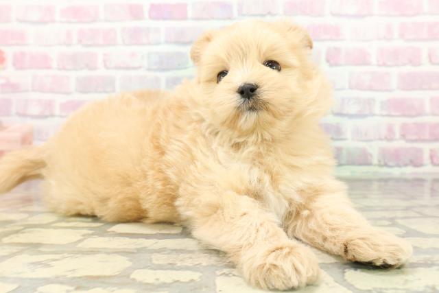 群馬県のポメプー(ポメラニアン×プードル) (Coo&RIKU伊勢崎店/2026年2月15日生まれ/女の子/アプリコットホワイト)の子犬の3枚目の画像