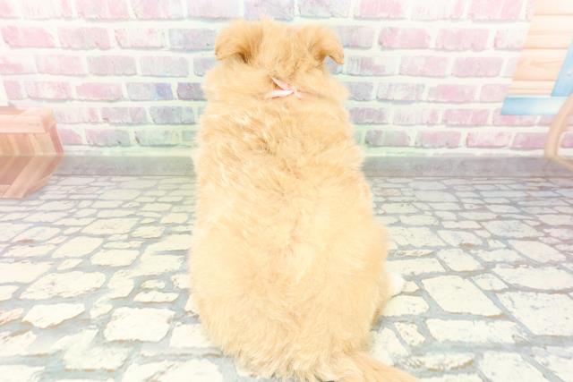 群馬県のポメプー(ポメラニアン×プードル) (Coo&RIKU伊勢崎店/2026年2月15日生まれ/女の子/アプリコットホワイト)の子犬の4枚目の画像