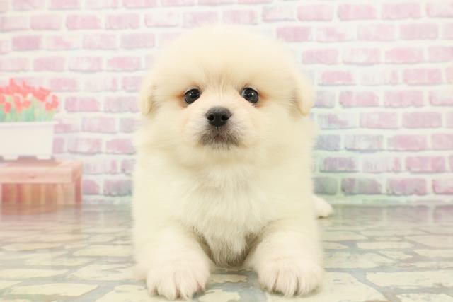 石川県のペキポメ/ポメペキ(ペキニーズ×ポメラニアン) (Coo&RIKUイオン野々市南店/2026年2月17日生まれ/女の子/クリーム)の子犬