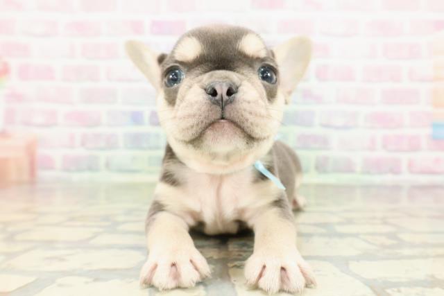 東京都のフレンチブルドッグ (Coo&RIKU東久留米店/2026年2月15日生まれ/男の子/ブルータン)の子犬の1枚目の画像