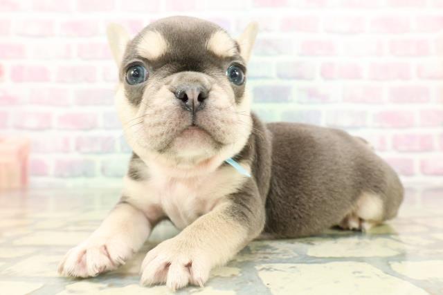 東京都のフレンチブルドッグ (Coo&RIKU東久留米店/2026年2月15日生まれ/男の子/ブルータン)の子犬の2枚目の画像