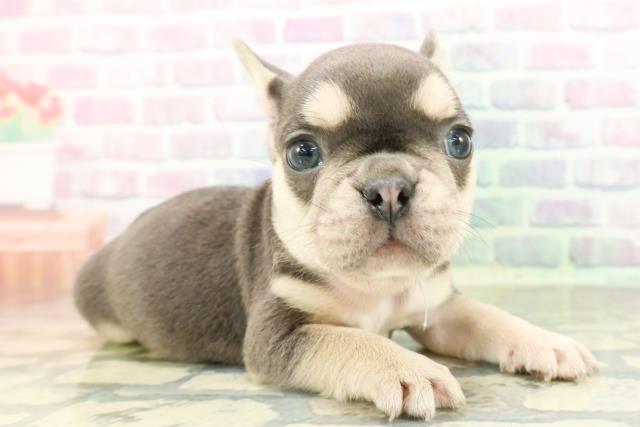東京都のフレンチブルドッグ (Coo&RIKU東久留米店/2026年2月15日生まれ/男の子/ブルータン)の子犬の3枚目の画像