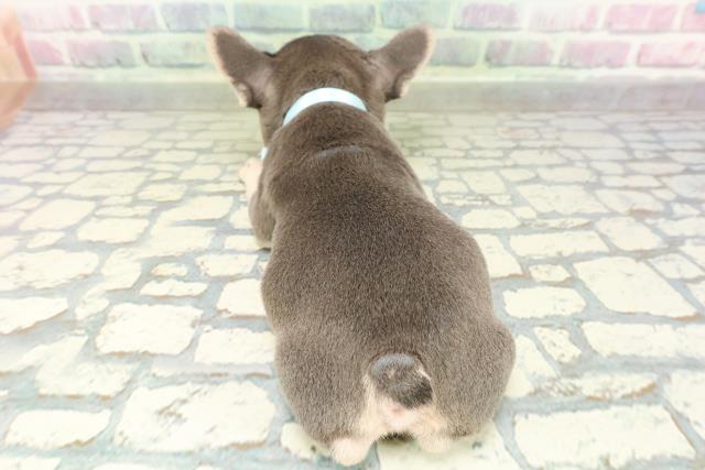 東京都のフレンチブルドッグ (Coo&RIKU東久留米店/2026年2月15日生まれ/男の子/ブルータン)の子犬の4枚目の画像