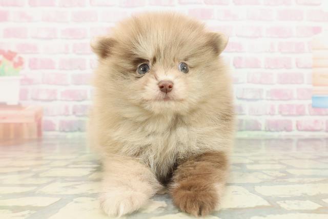 東京都のポメラニアン (Coo&RIKU東久留米店/2026年2月14日生まれ/男の子/チョコレートマール)の子犬の1枚目の画像