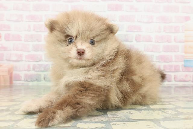 東京都のポメラニアン (Coo&RIKU東久留米店/2026年2月14日生まれ/男の子/チョコレートマール)の子犬の2枚目の画像