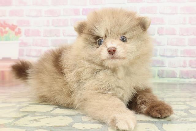 東京都のポメラニアン (Coo&RIKU東久留米店/2026年2月14日生まれ/男の子/チョコレートマール)の子犬の3枚目の画像