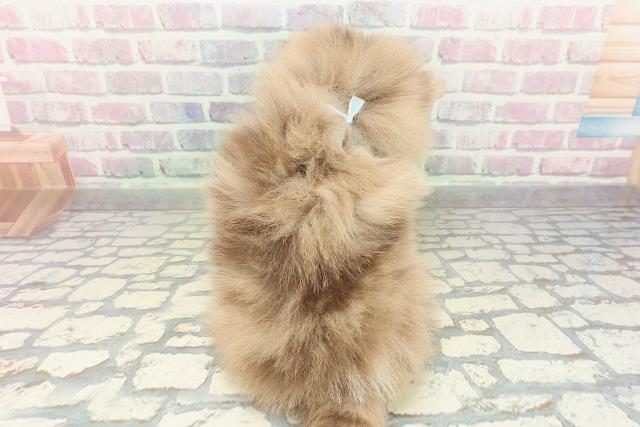 東京都のポメラニアン (Coo&RIKU東久留米店/2026年2月14日生まれ/男の子/チョコレートマール)の子犬の4枚目の画像