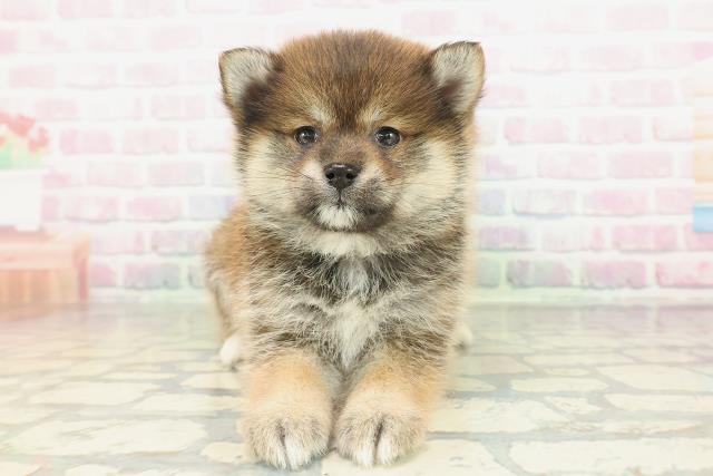 東京都のポメ柴/豆ポメ/ポメ豆柴(ポメラニアン×柴犬) (Coo&RIKU池袋西口店/2026年2月16日生まれ/女の子/赤)の子犬の1枚目の画像