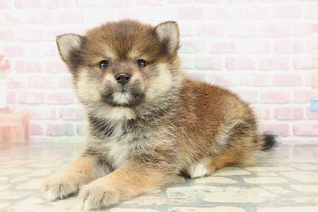 東京都のポメ柴/豆ポメ/ポメ豆柴(ポメラニアン×柴犬) (Coo&RIKU池袋西口店/2026年2月16日生まれ/女の子/赤)の子犬の2枚目の画像