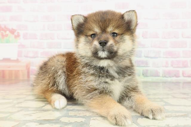 東京都のポメ柴/豆ポメ/ポメ豆柴(ポメラニアン×柴犬) (Coo&RIKU池袋西口店/2026年2月16日生まれ/女の子/赤)の子犬の3枚目の画像
