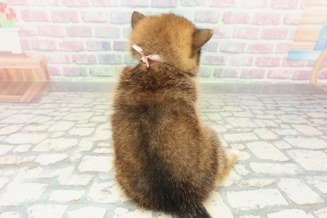 東京都のポメ柴/豆ポメ/ポメ豆柴(ポメラニアン×柴犬) (Coo&RIKU池袋西口店/2026年2月16日生まれ/女の子/赤)の子犬の4枚目の画像