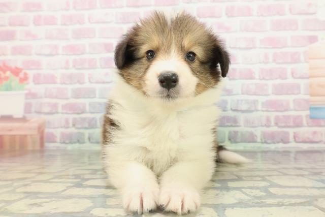 埼玉県のハーフ犬・ミックス犬 (Coo&RIKU春日部店/2026年2月16日生まれ/男の子/セーブルホワイト)の子犬