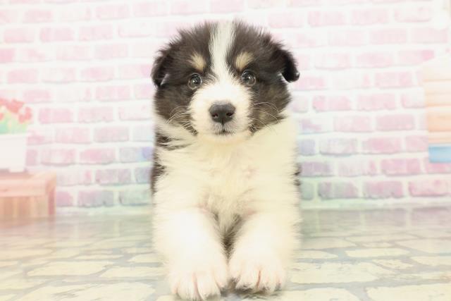 東京都のハーフ犬・ミックス犬 (Coo&RIKU東久留米店/2026年2月16日生まれ/男の子/ブラックタンホワイト)の子犬の1枚目の画像