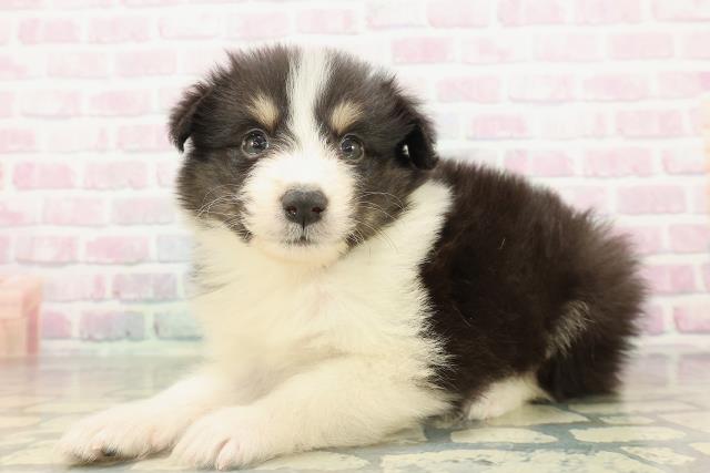 東京都のハーフ犬・ミックス犬 (Coo&RIKU東久留米店/2026年2月16日生まれ/男の子/ブラックタンホワイト)の子犬の2枚目の画像