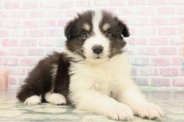 東京都のハーフ犬・ミックス犬 (Coo&RIKU東久留米店/2026年2月16日生まれ/男の子/ブラックタンホワイト)の子犬の3枚目の画像