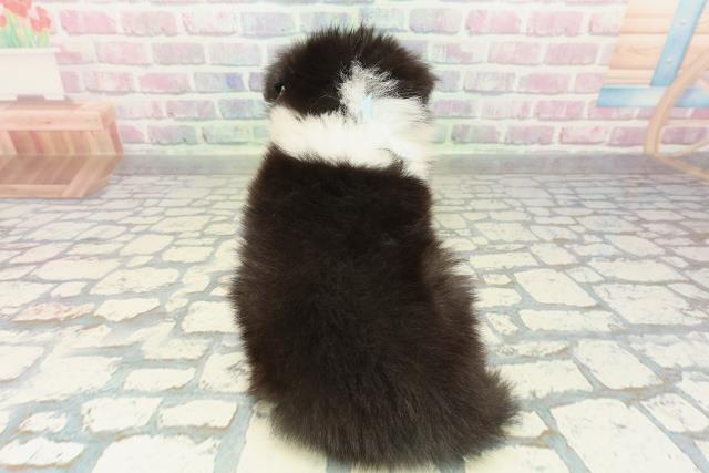 東京都のハーフ犬・ミックス犬 (Coo&RIKU東久留米店/2026年2月16日生まれ/男の子/ブラックタンホワイト)の子犬の4枚目の画像