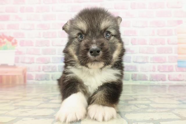 東京都のハーフ犬・ミックス犬 (Coo&RIKU東久留米店/2026年2月15日生まれ/男の子/ブラックタンホワイト)の子犬の1枚目の画像