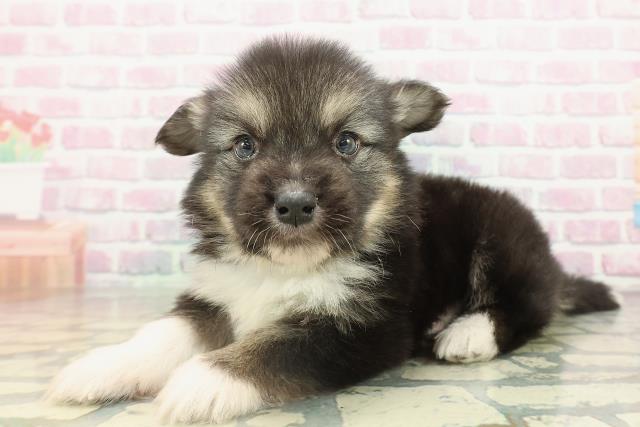 東京都のハーフ犬・ミックス犬 (Coo&RIKU東久留米店/2026年2月15日生まれ/男の子/ブラックタンホワイト)の子犬の2枚目の画像