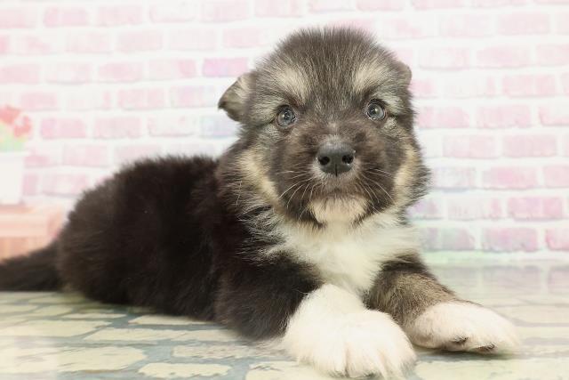 東京都のハーフ犬・ミックス犬 (Coo&RIKU東久留米店/2026年2月15日生まれ/男の子/ブラックタンホワイト)の子犬の3枚目の画像