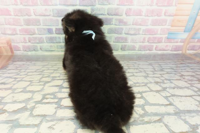 東京都のハーフ犬・ミックス犬 (Coo&RIKU東久留米店/2026年2月15日生まれ/男の子/ブラックタンホワイト)の子犬の4枚目の画像