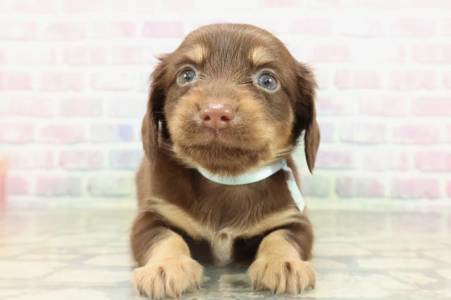 沖縄県のチワックス(チワワ×ダックス) (Coo&RIKUイオン北谷店/2026年2月15日生まれ/男の子/チョコレートタン)の子犬