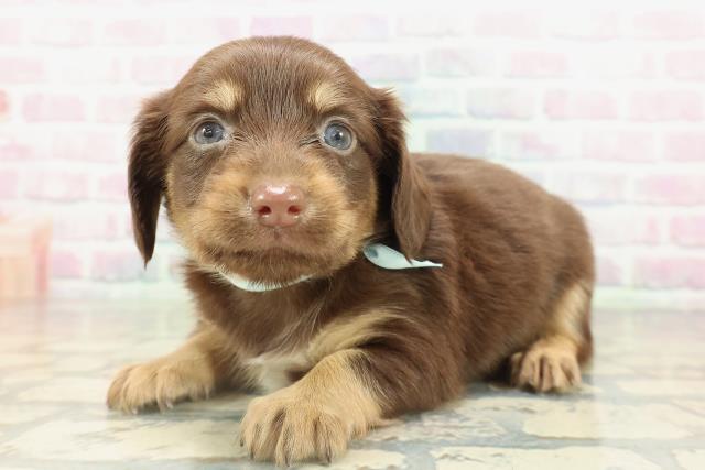 沖縄県のチワックス(チワワ×ダックス) (Coo&RIKUイオン北谷店/2026年2月15日生まれ/男の子/チョコレートタン)の子犬の2枚目の画像