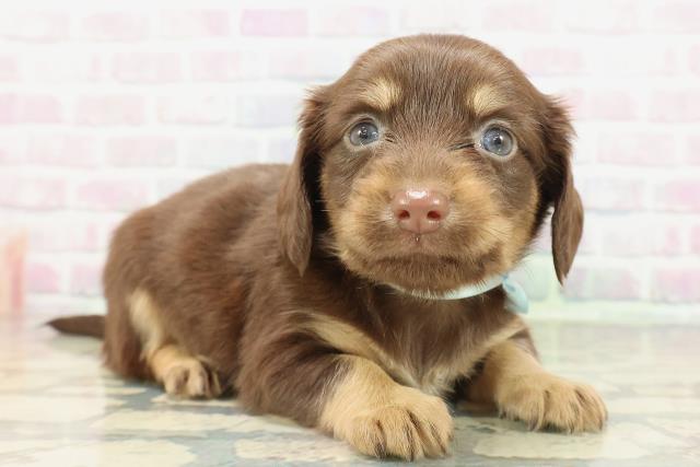 沖縄県のチワックス(チワワ×ダックス) (Coo&RIKUイオン北谷店/2026年2月15日生まれ/男の子/チョコレートタン)の子犬の3枚目の画像